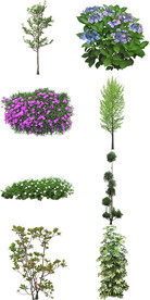 环保绿植花卉