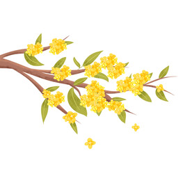 桂花