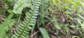   肾蕨 