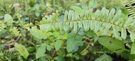  肾蕨 