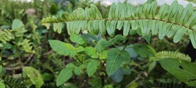   肾蕨 