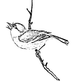 鸟