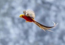 锦鸡