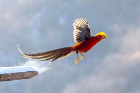 锦鸡