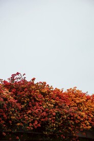 三角梅花丛