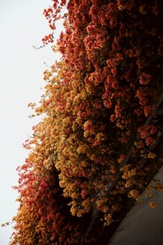 三角梅花丛