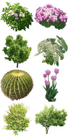 室内绿植盆栽