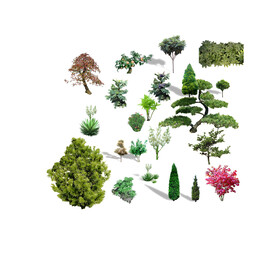 植物景观 