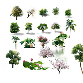植物景观