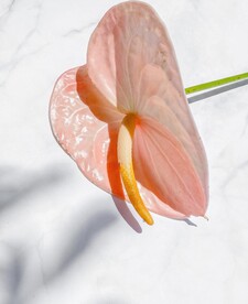 花烛