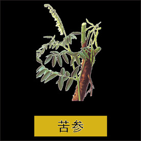 苦参