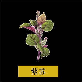 紫苏