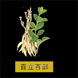 直立百部