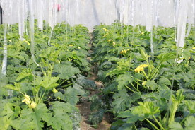 大棚蔬菜 西葫芦