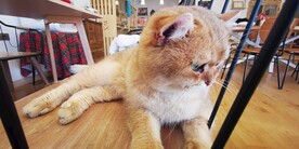 加菲猫