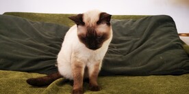 宠物猫咪