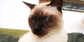 帅气的猫咪
