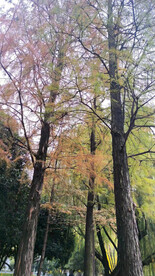 校园风景