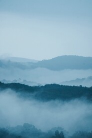 丛林