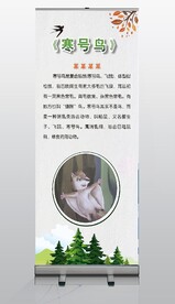 动物海报