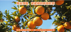 耙耙柑