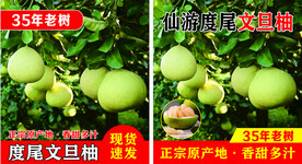 文旦柚