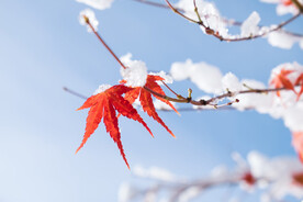 冬季雪枫叶