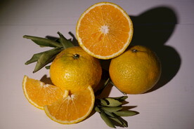 桔柚