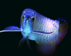 金龙鱼龙鱼水族观赏鱼摄影