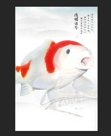 锦鲤鱼水族观赏鱼海报壁纸