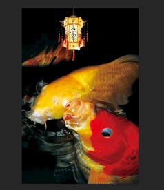 红色锦鲤鱼水族观赏鱼海报