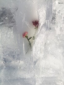 冰玫瑰
