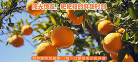 耙耙柑