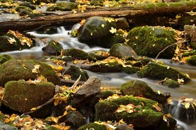 树 森林 小溪 溪水 溪流 水