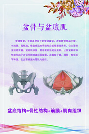 盆骨与盆底肌