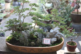 盘景