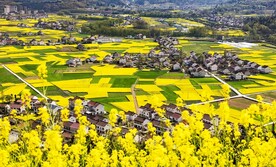 油菜花海