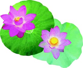 荷花  花草  矢量图