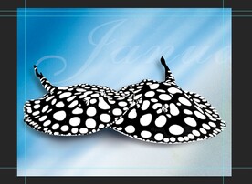 黑白魟鱼水族观赏鱼海报壁纸