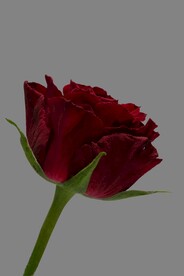玫瑰花图片