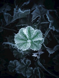 绿植霜冻图片