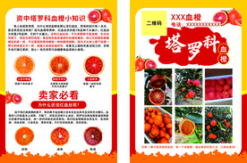 血橙