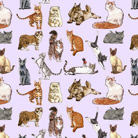 猫