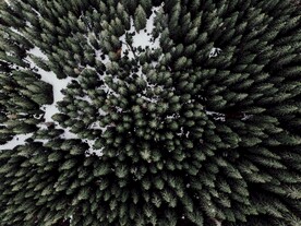森林雪地