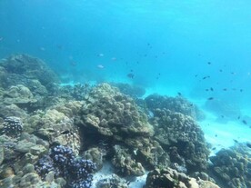 海底珊瑚