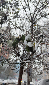 树木 积雪