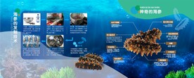 海参的法制技术  海参介绍