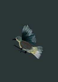 鸟