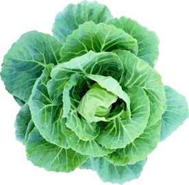 包菜  蔬菜  矢量图