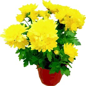 盆栽   菊花  矢量图